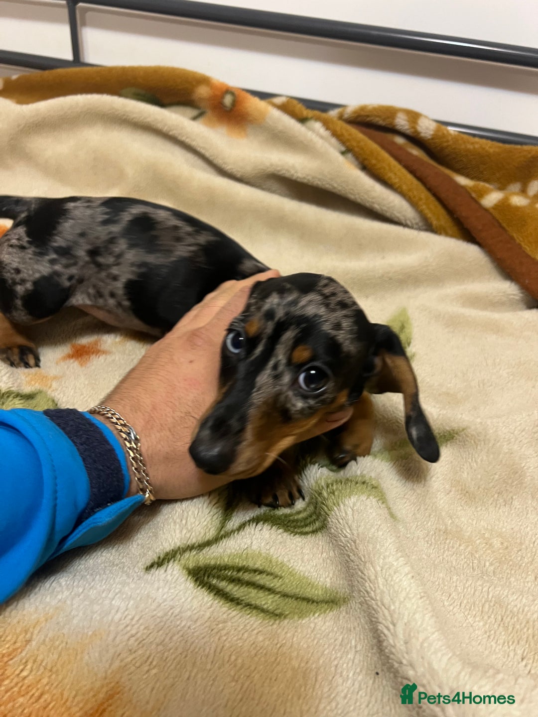 Miniature Dachshund dogs for sale: Miniature Dachshund KC last girl - Image 28
