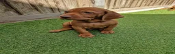 Hungarian Vizsla dogs for sale: Hungarian Vizsla Puppies KC Registered - Advert 20
