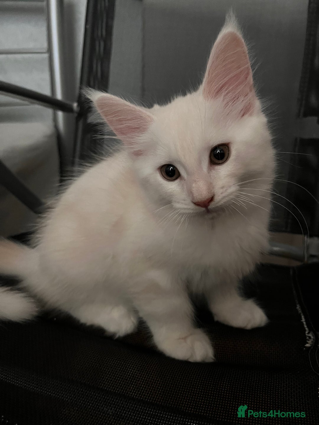 Maine Coon cats for sale: Purebred Maine Coon kitten - Advert 3