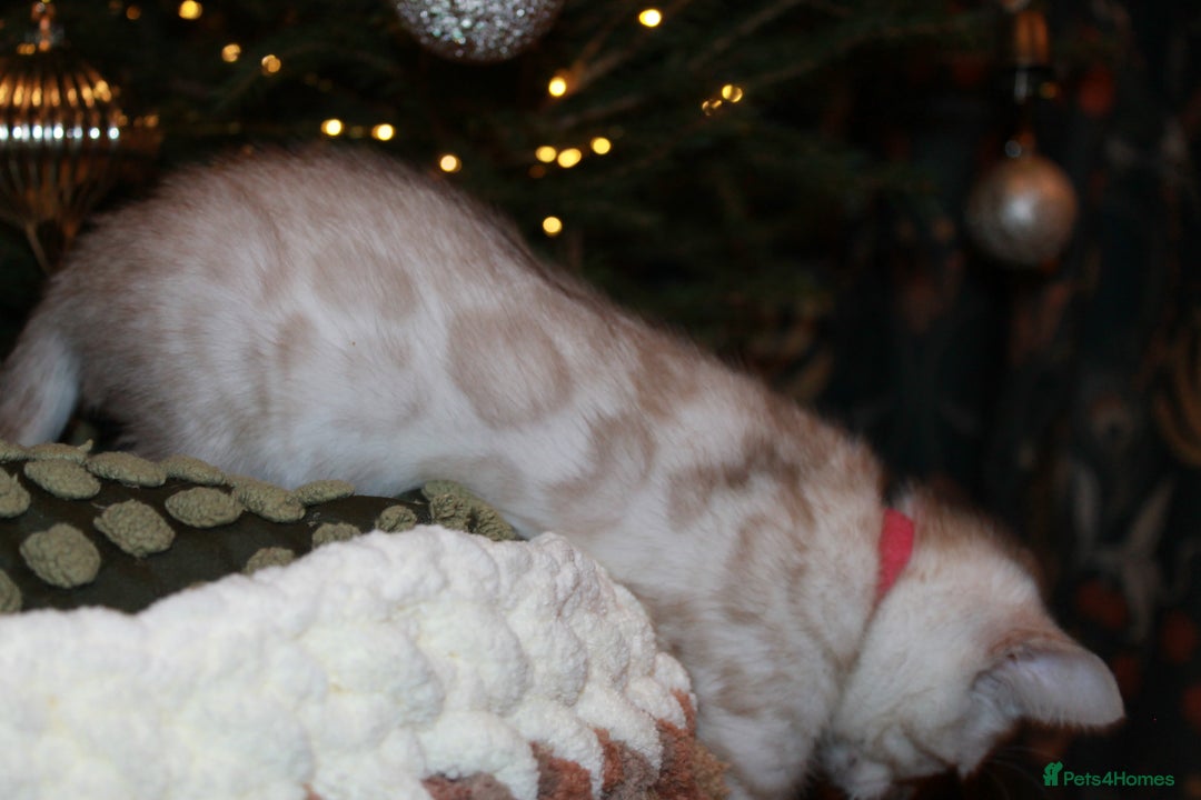 Bengal cats for sale: Last snow boy READY NOW  - Advert 25