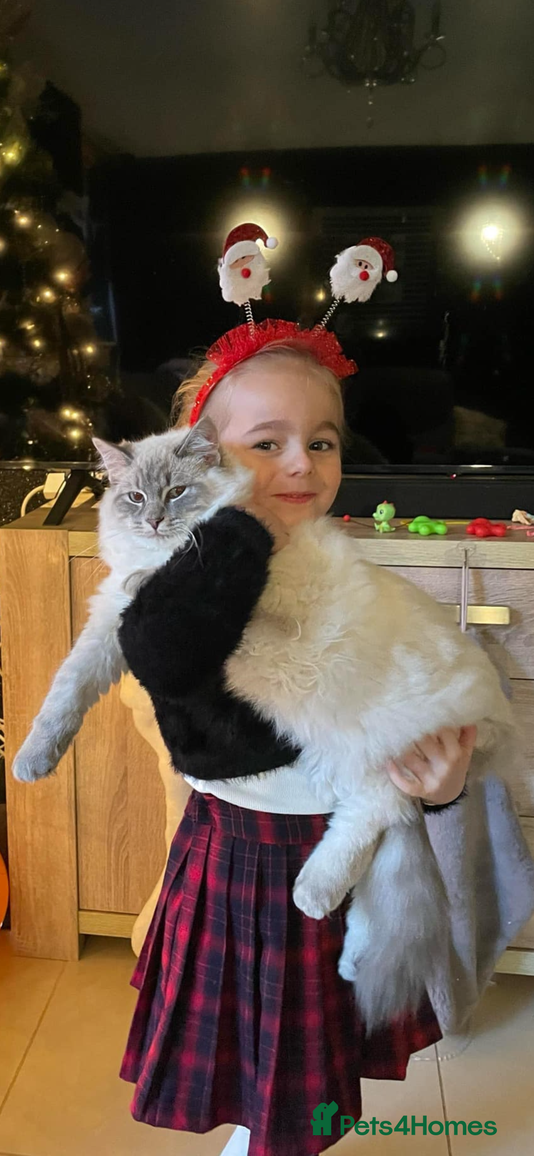 Ragdoll cats for sale: Neutered male ragdoll for sale  - Advert 2