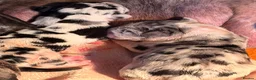 Great Dane dogs for sale: Great danes puppies - Advert 31