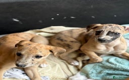 Whippet dogs for sale: 99% whippets (Merle) - Image 9