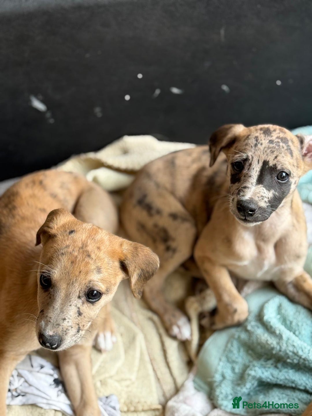 Whippet dogs for sale: 99% whippets (Merle) - Image 9