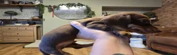 Miniature Dachshund dogs for sale: Miniature Dachshunds - Advert 3