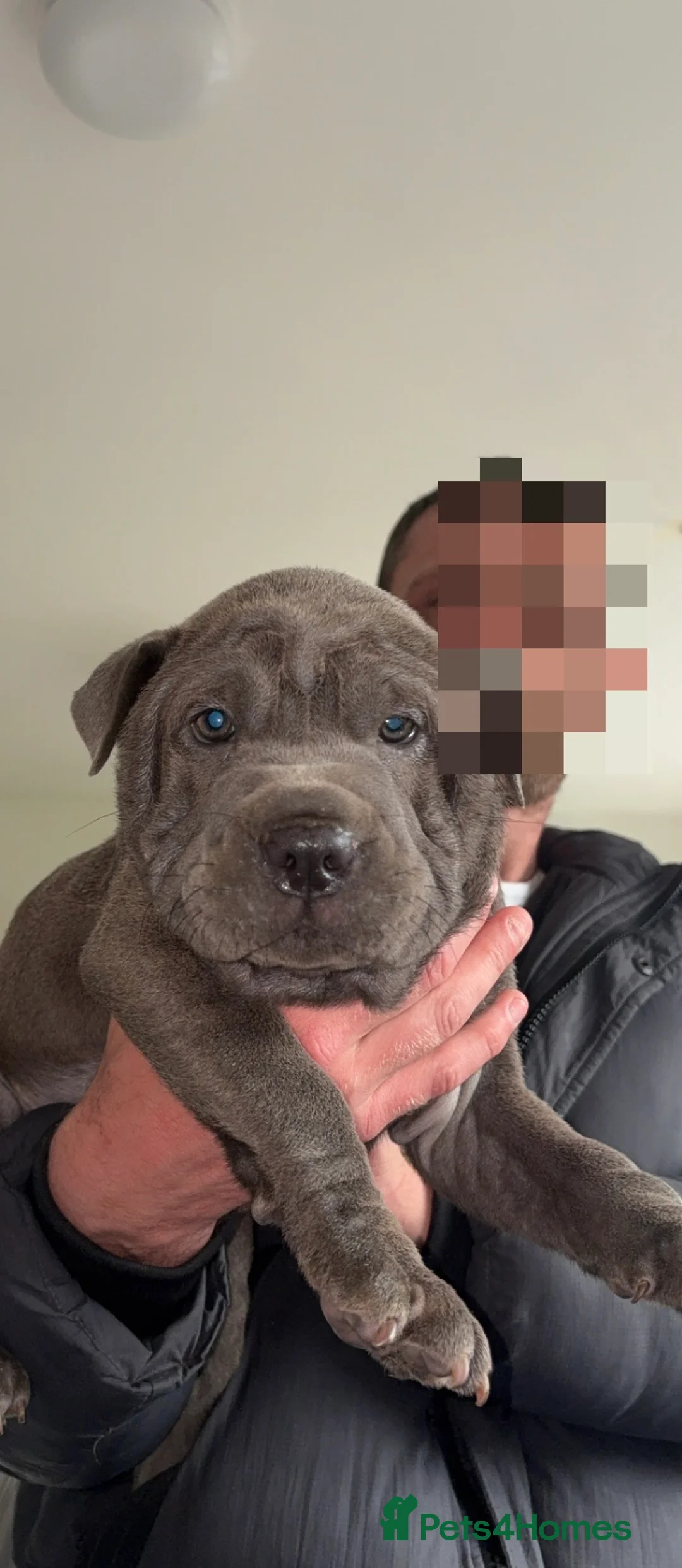 Mixed Breed dogs for sale: Bull pei pups💗 - Advert 2