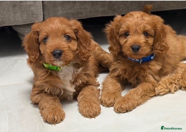 Cavapoo dogs 5⭐️licensed Breeder, outstanding F1 cavapoo’s  - Advert 1