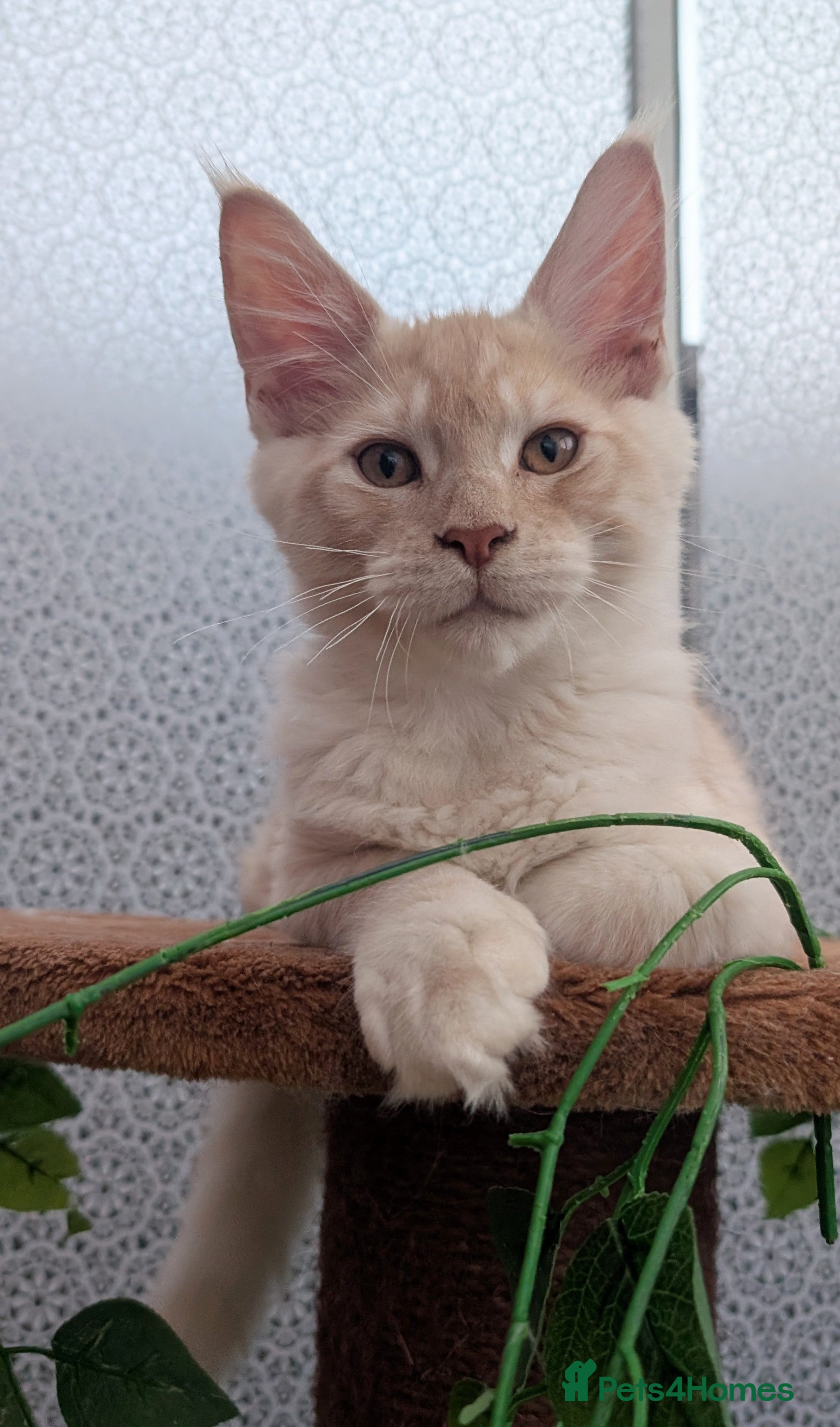Maine Coon cats Stunning Tica registered Maine coon kittens - Advert 2