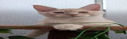 Maine Coon cats for sale: Stunning Tica registered Maine coon kittens - Advert 17