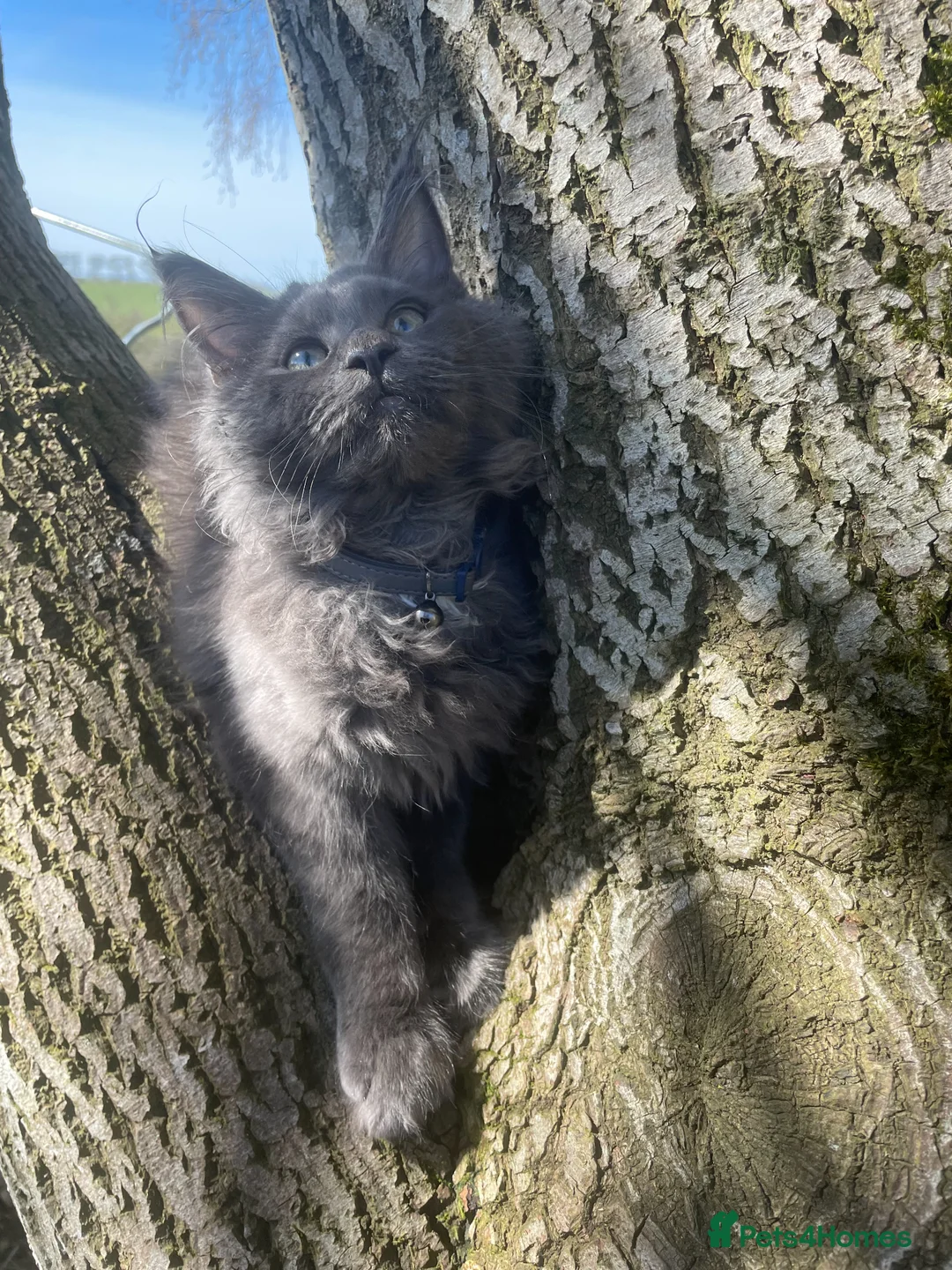 Maine Coon cats for sale: Stunning Maine Coon - Advert 1