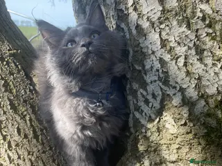 Maine Coon cats Stunning Maine Coon - Advert 4