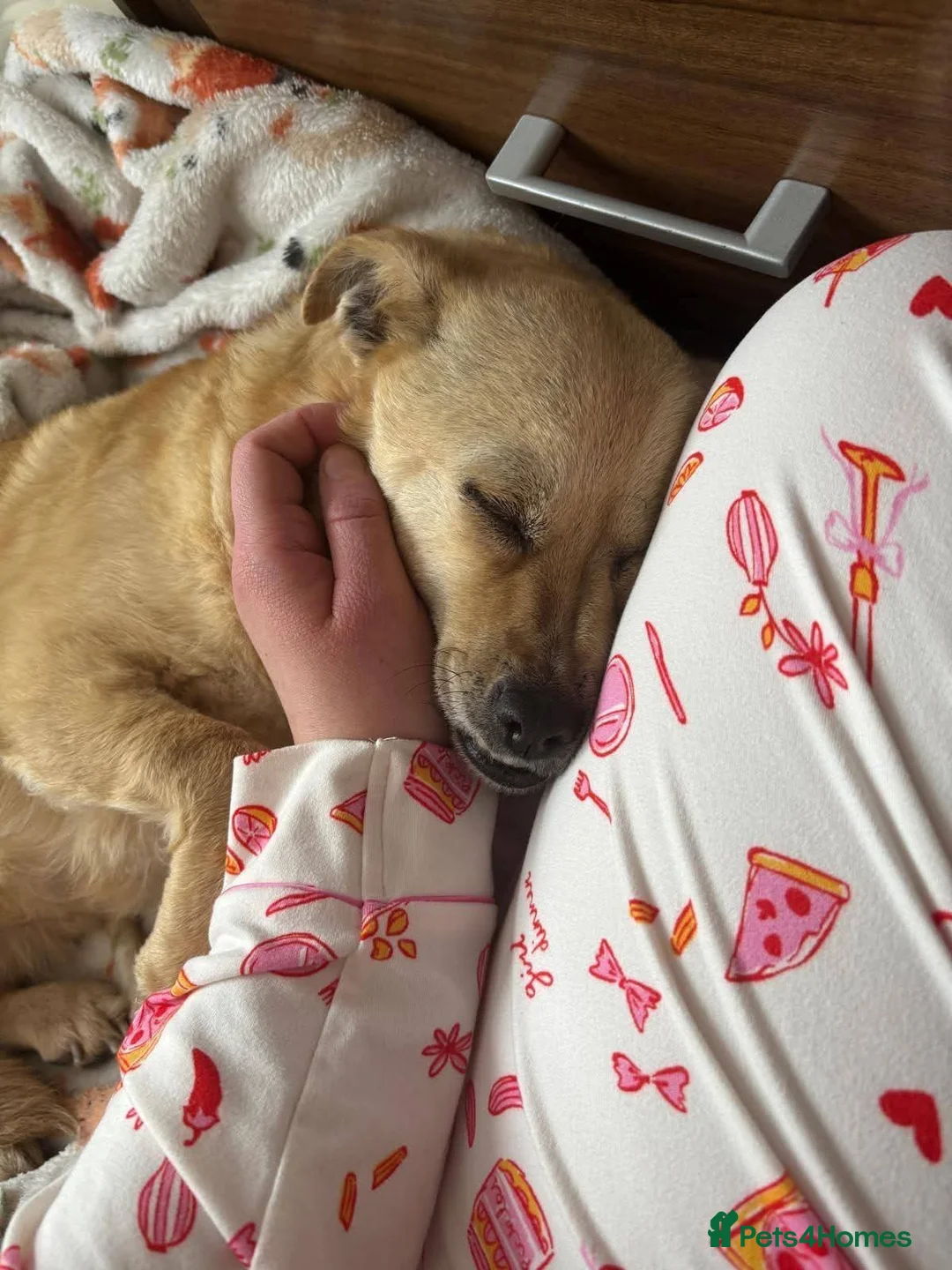Mixed Breed dogs for adoption: Meet Heidi, currently residing in Warwickshire in Leamington Spa - Advert 7