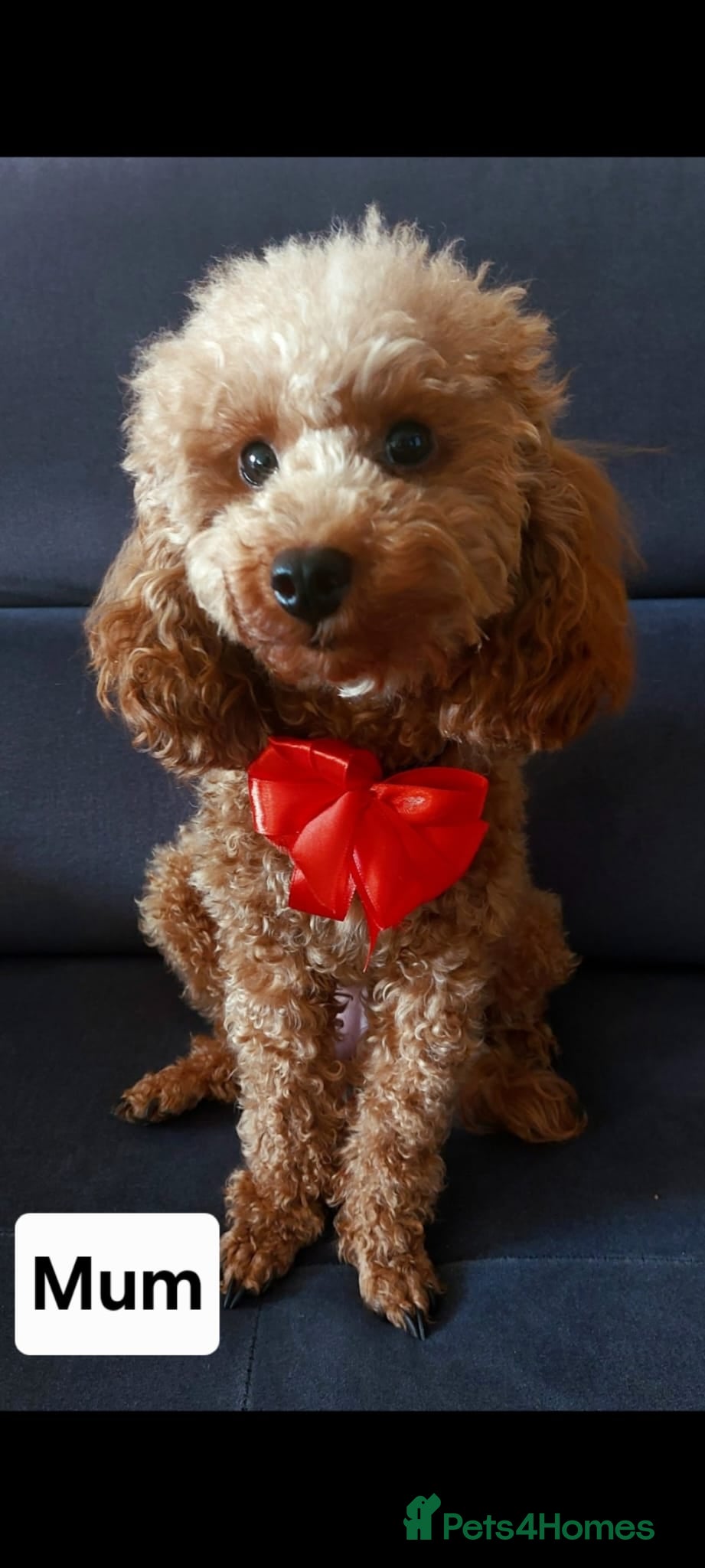 Toy Poodle dogs Asian Toy Poodle Girl - Advert 1