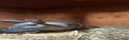 Mixed Breed rabbits for sale: Californian/New Zealand Cross in Birmingham - Advert 6