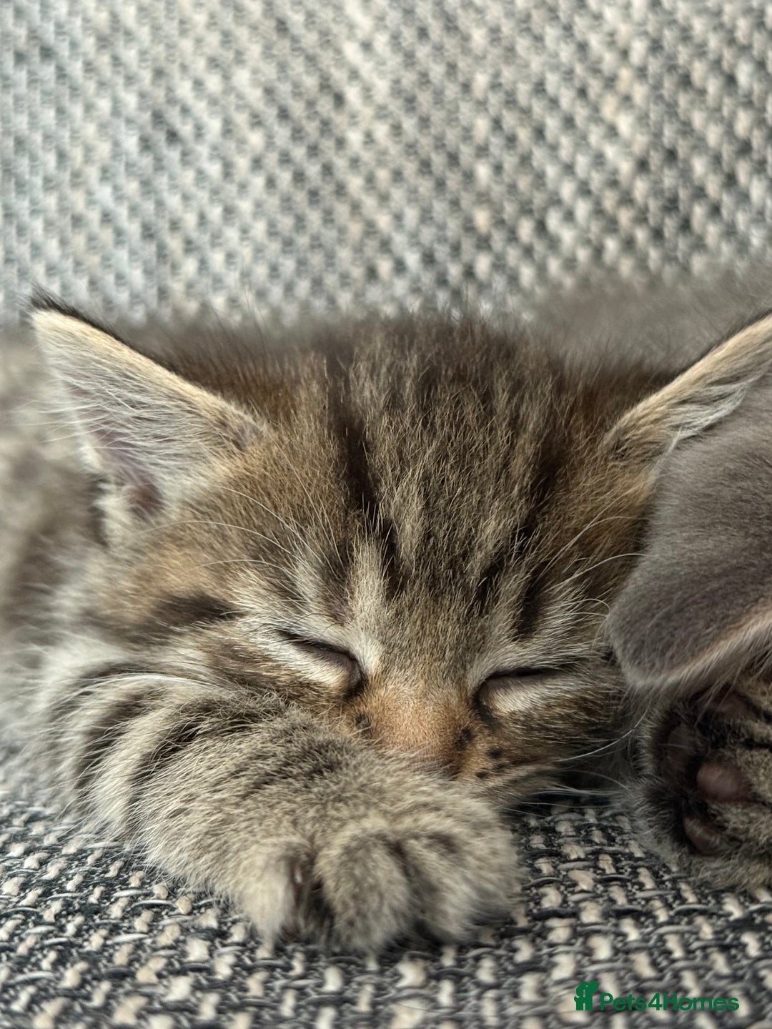 British Longhair cats for sale: Beautiful kittens by our stunning British longhair - Image 4
