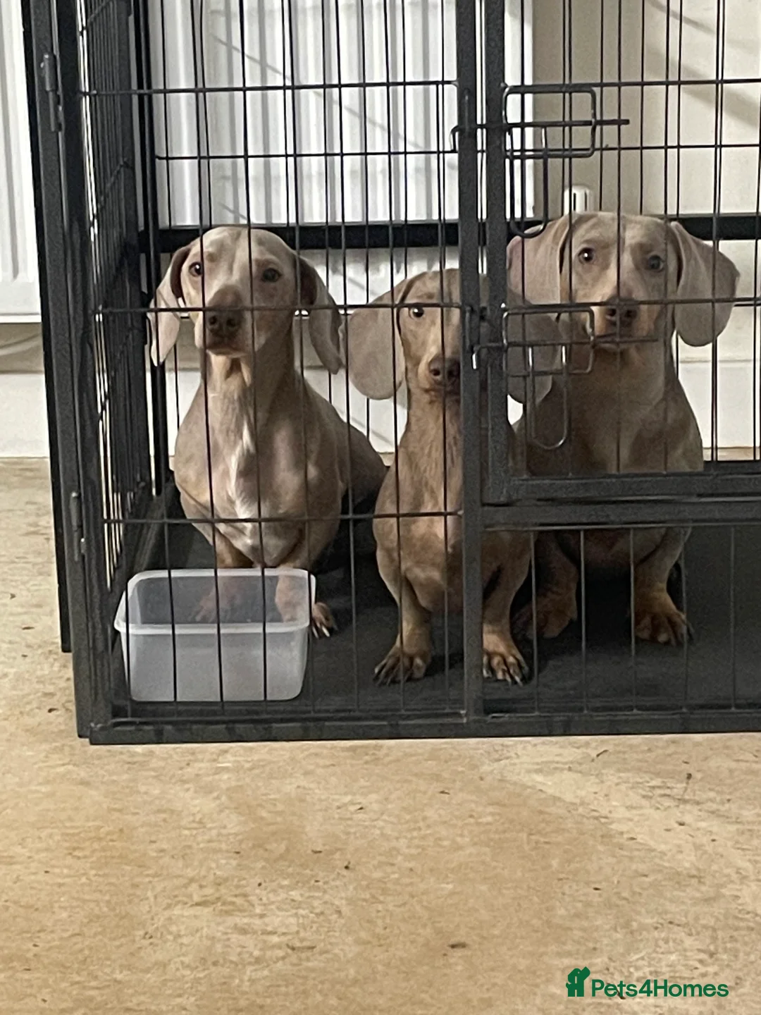 Dachshund dogs for sale: Dachshund Isabella and tan - Advert 2