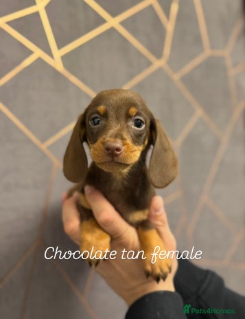 Miniature Dachshund dogs - Advert 5