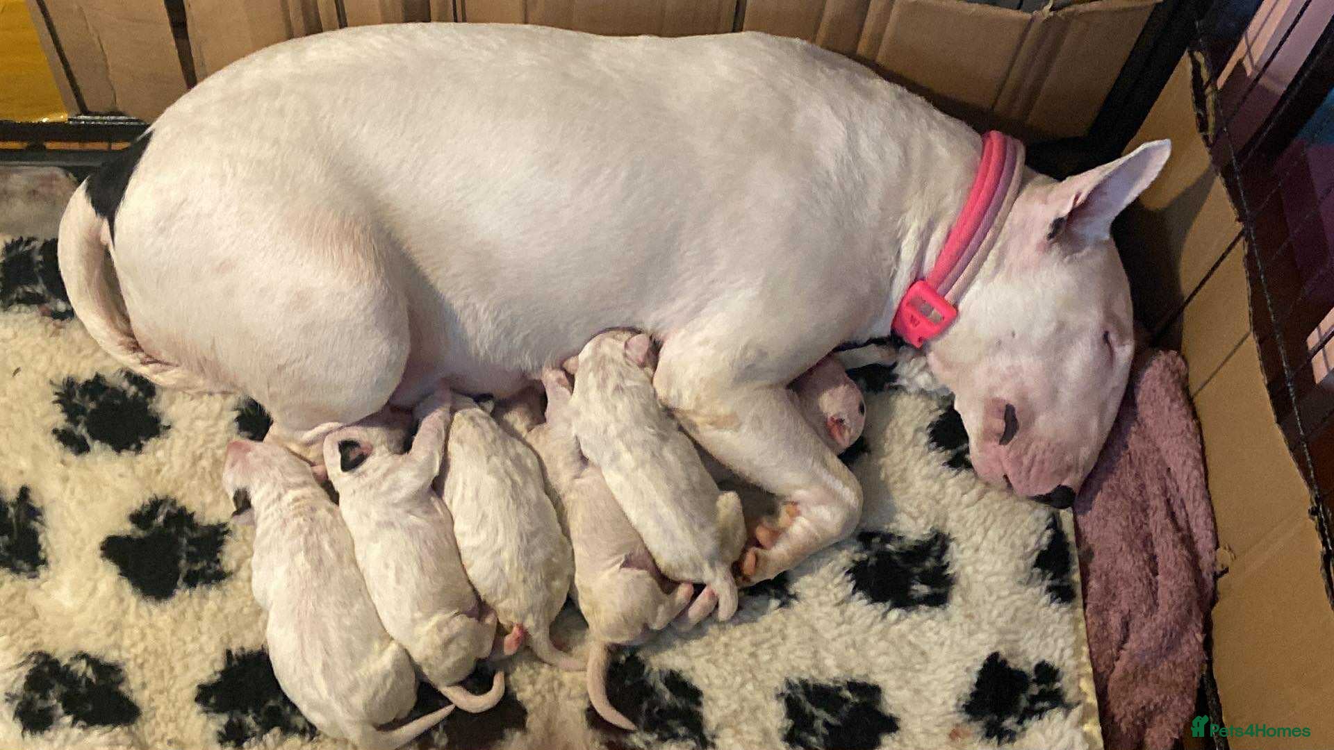 English Bull Terrier dogs English bull terrier puppies  - Advert 7