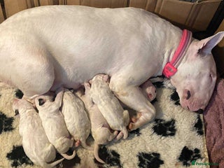 English Bull Terrier dogs English bull terrier puppies - Advert 4