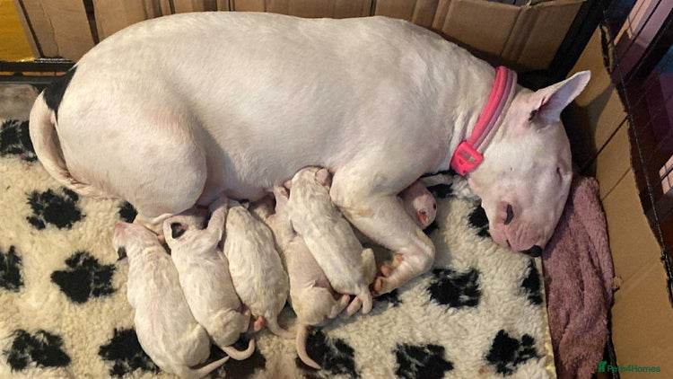 English Bull Terrier dogs English bull terrier puppies - Advert 5