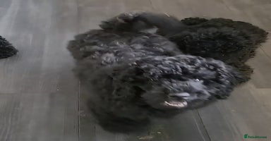 Miniature Poodle dogs in Chelmsford - Advert 5