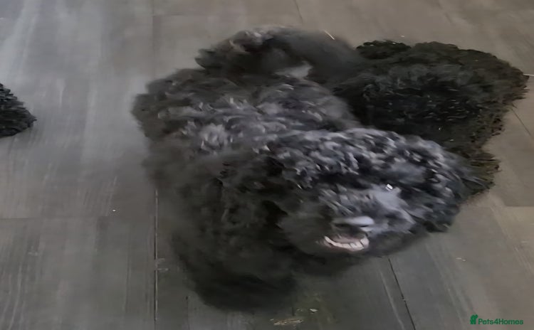 Miniature Poodle dogs in Chelmsford - Advert 1