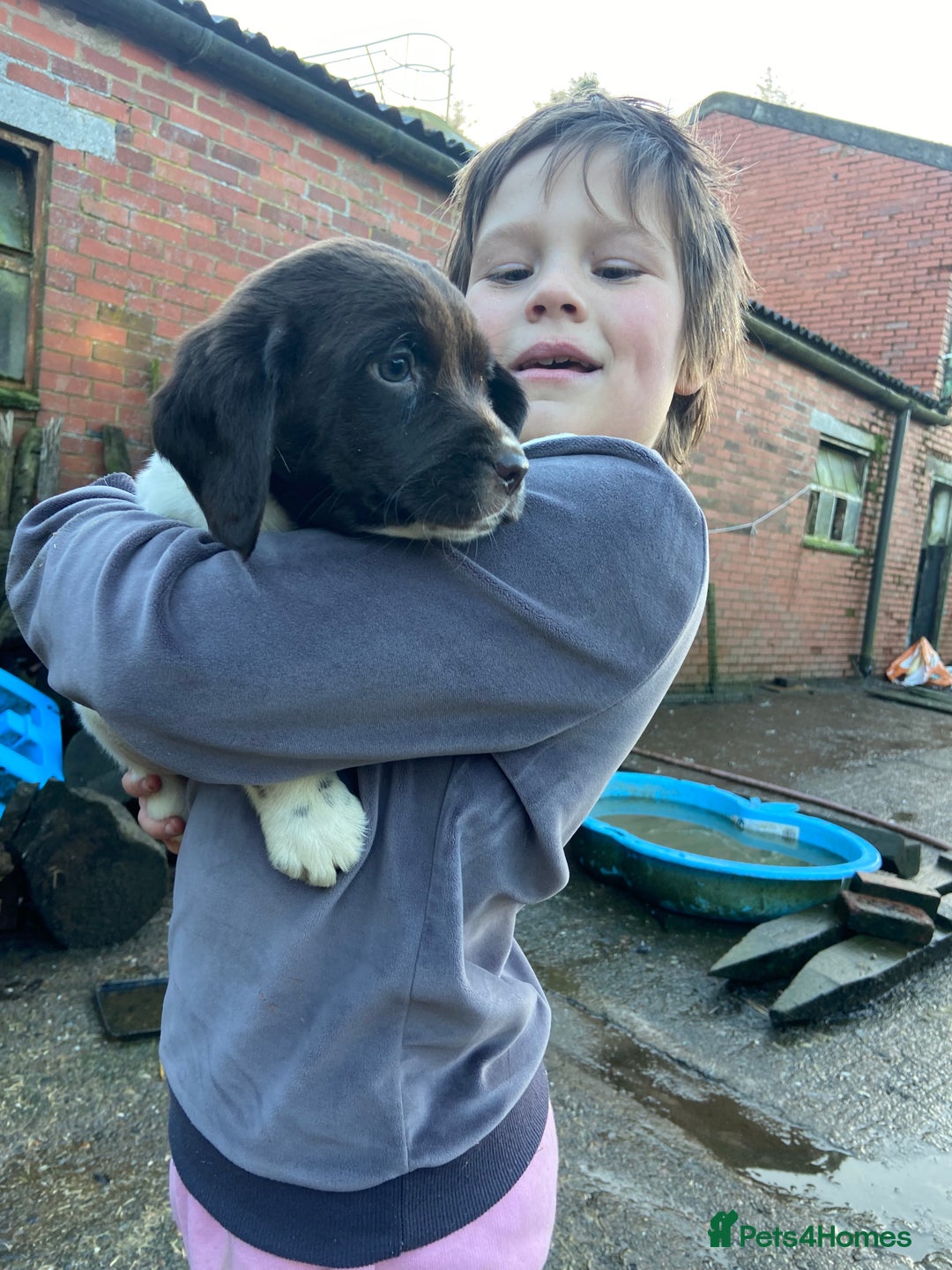 English Springer Spaniel dogs for sale: 2 springer puppies for sale  - Advert 4