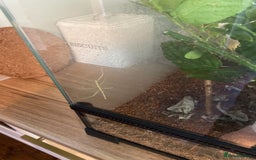 Stick Insects invertebrates for sale: Stick Insects for sale - Image 3
