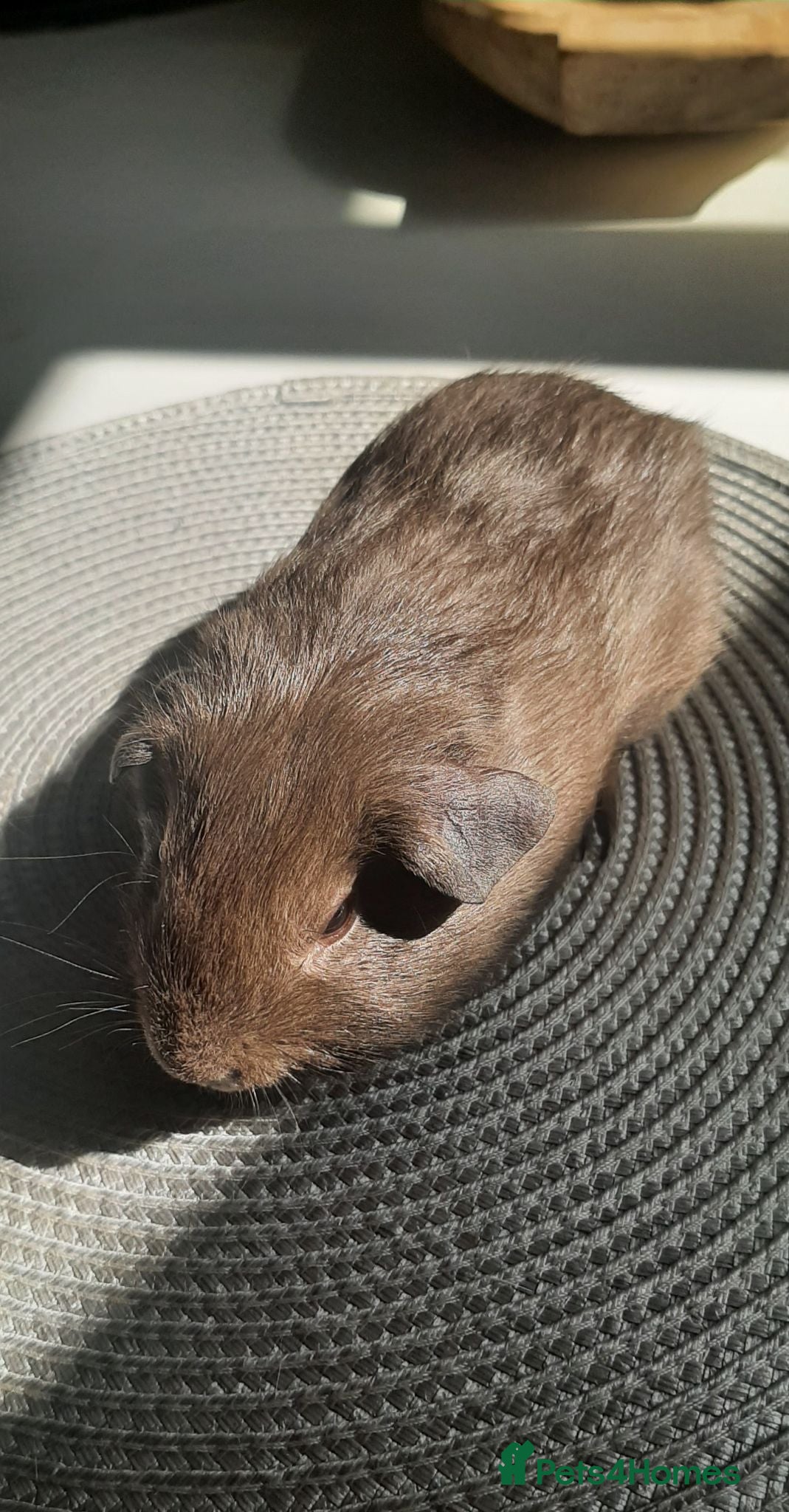 Guinea Pig rodents Skinny pigs and guinea pig babies - Advert 1
