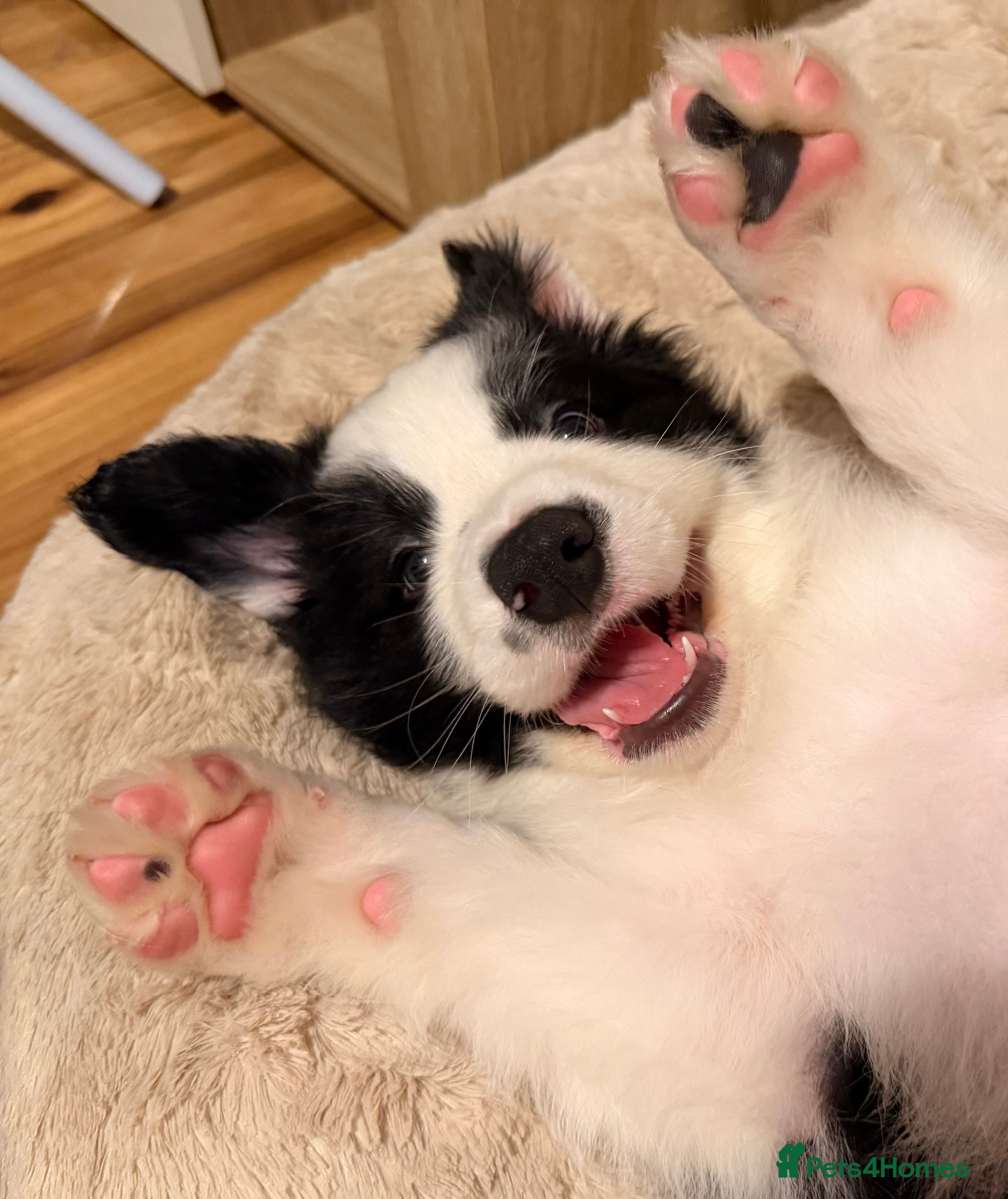 Border Collie dogs International champion show line, only 2 left - Advert 3