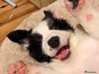 Border Collie dogs International champion show line, only 2 left - Advert 3