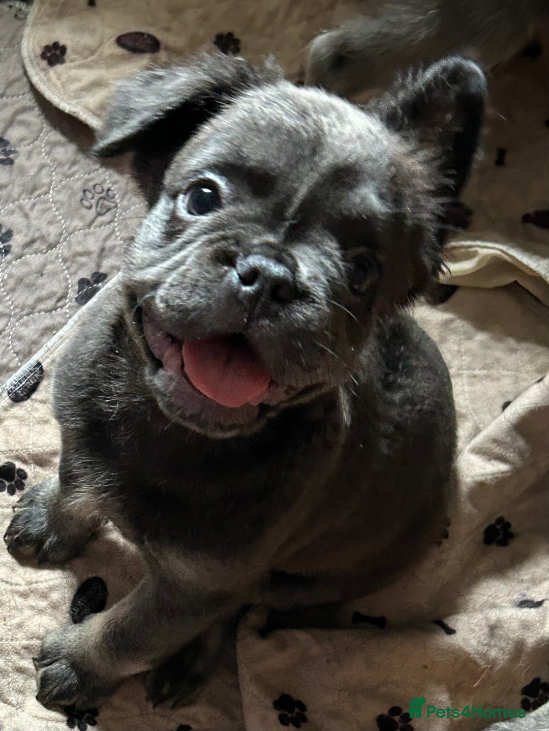 French Bulldog dogs for sale: Fluffy Frenchie - female (Ahsoka) - Reduced🔥🐾Ready Now🔥🐾Fluffy French bulldogs🔥🐾 - Image 6