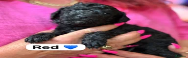 Miniature Poodle Puppy 2