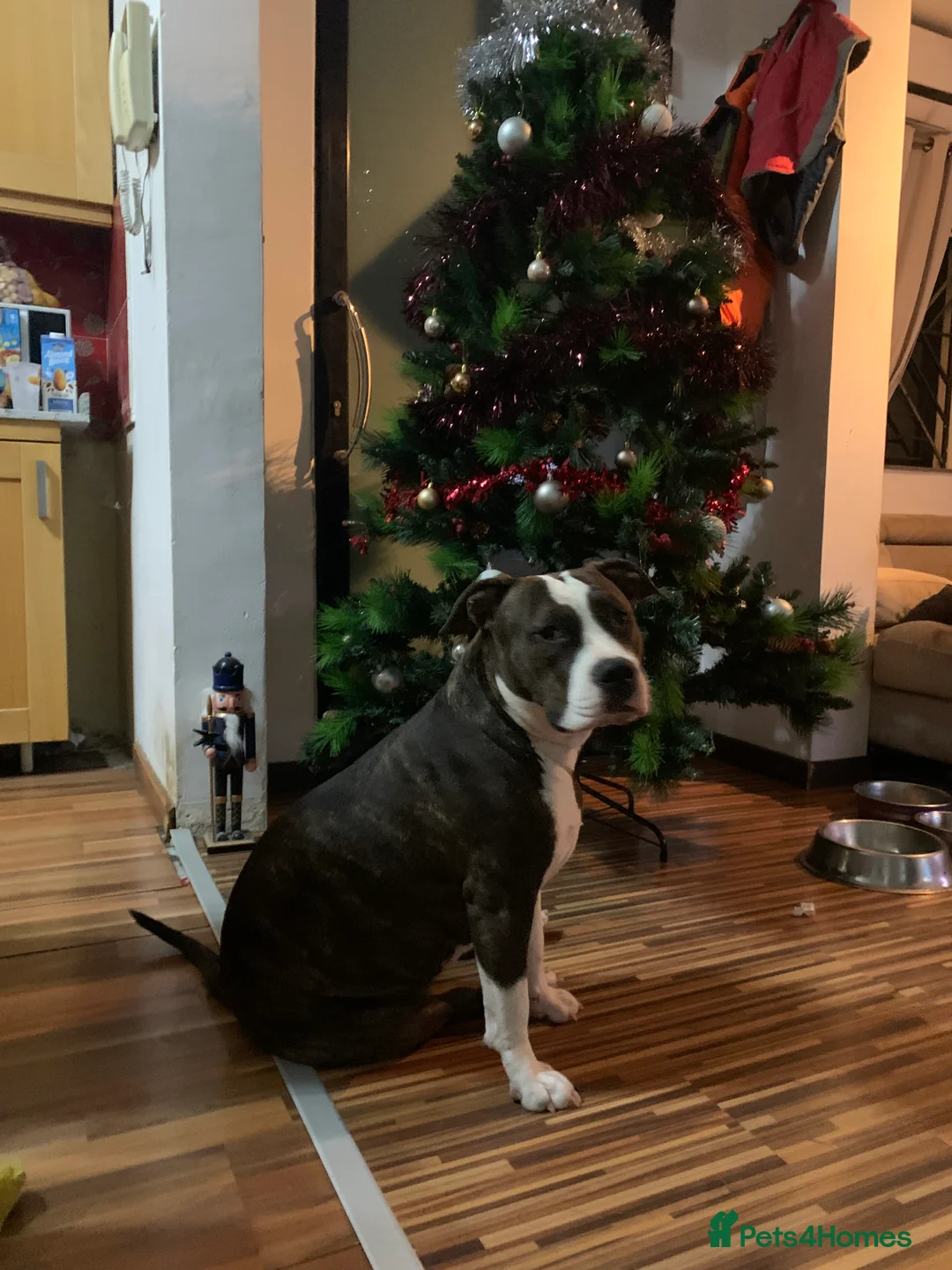 Mixed Breed dogs for sale: 4 year old Skye - Advert 8