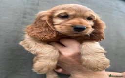 Cocker Spaniel dogs for sale: Cocker spaniel  - Advert 3