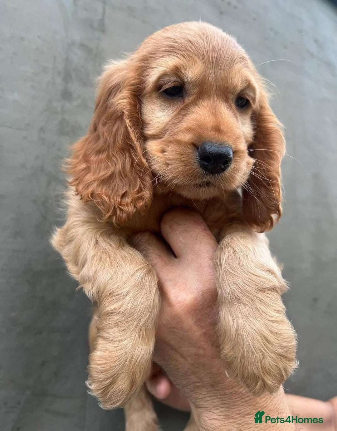 Cocker Spaniel dogs for sale: Cocker spaniel  - Advert 3