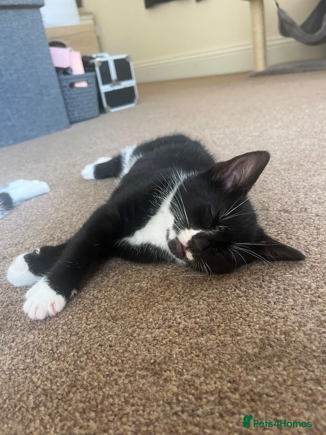 Mixed Breed cats for sale: 1 Beautiful girl Kitten in Great Malvern - Advert 2