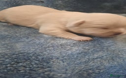 Mixed Breed dogs for sale: Shih Tzu cross malchi pups - Advert 6