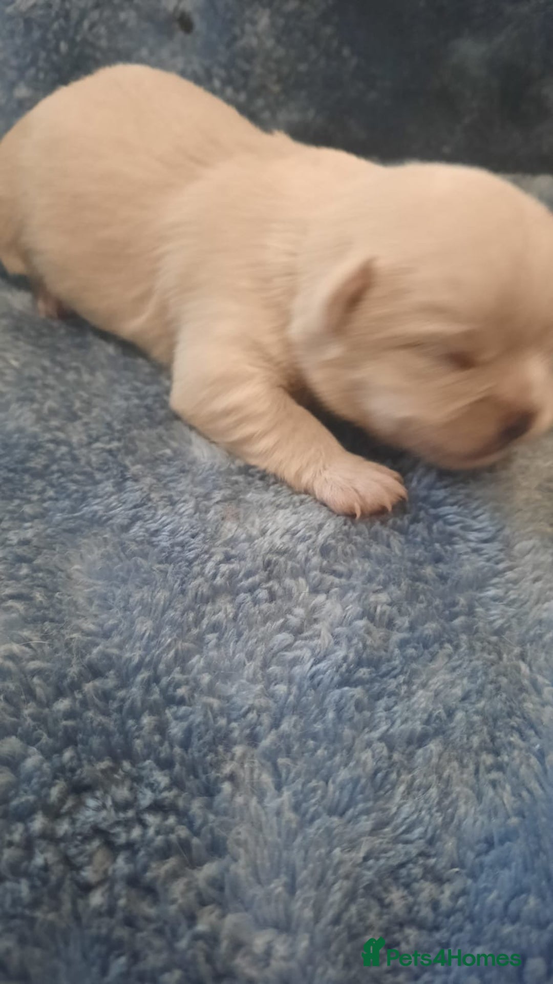Mixed Breed dogs for sale: Shih Tzu cross malchi pups - Advert 6