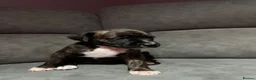 Mixed Breed dogs for sale: Bullmastiff x staffy puppies  - Advert 21