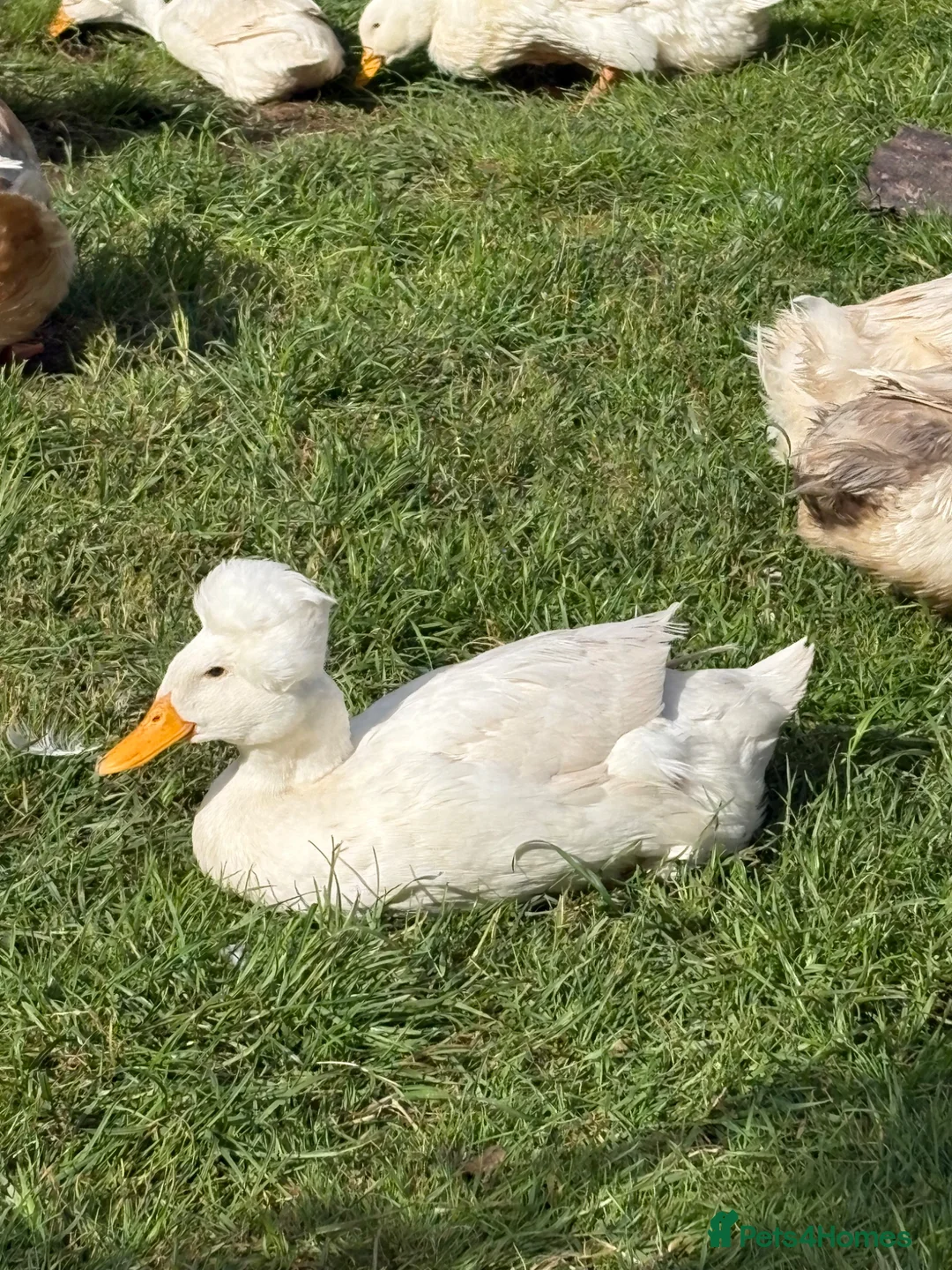 Ducks poultry for sale: Crested ducks for sale. in Ross-on-Wye - Advert 2