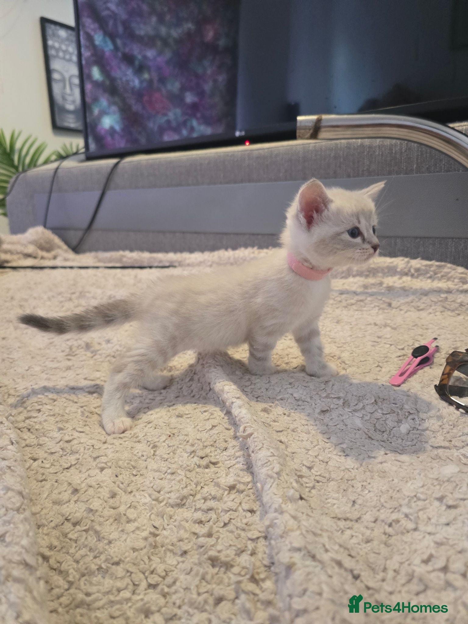 Mixed Breed cats Snow Bengal/ Ragdoll  - Advert 9