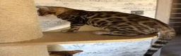 Bengal cats for sale: 🐆Exceptional Pedigree Bengal Kittens 🐆 - Advert 7