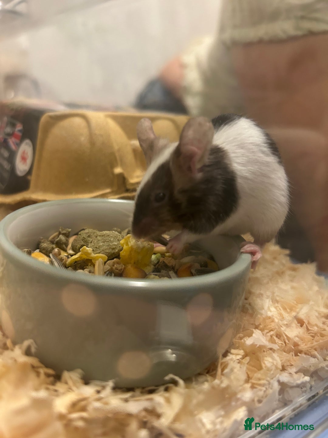 Mouse rodents for sale: Beautiful Mouse Needs a Home - Advert 4