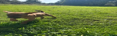 Mixed Breed 3