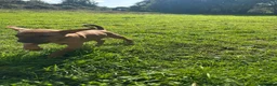 Mixed Breed dogs for sale: Miniature Rhodesian cross pups - Advert 5