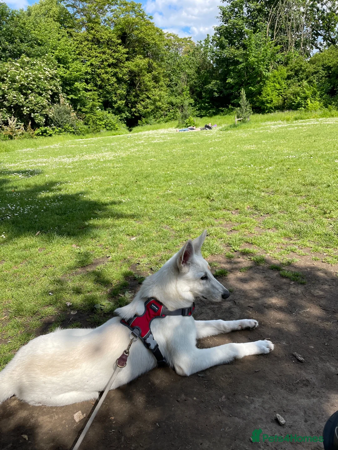 White Swiss Shepherd dogs for sale: Beautiful White Swiss Shepherd - Advert 1