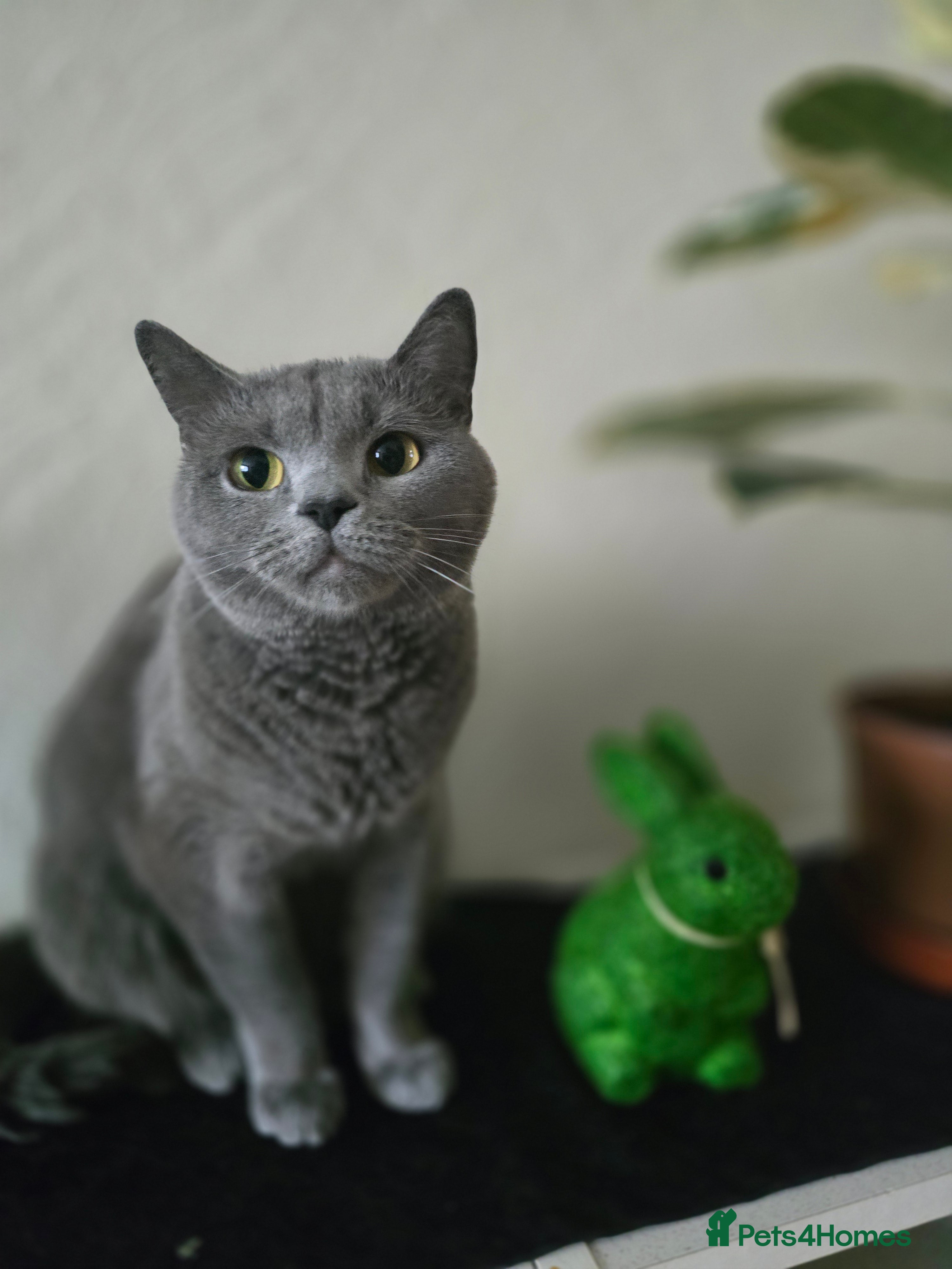 British Shorthair cats British Shorthair Female Kittens Only 2 Left!🩷 - Advert 2