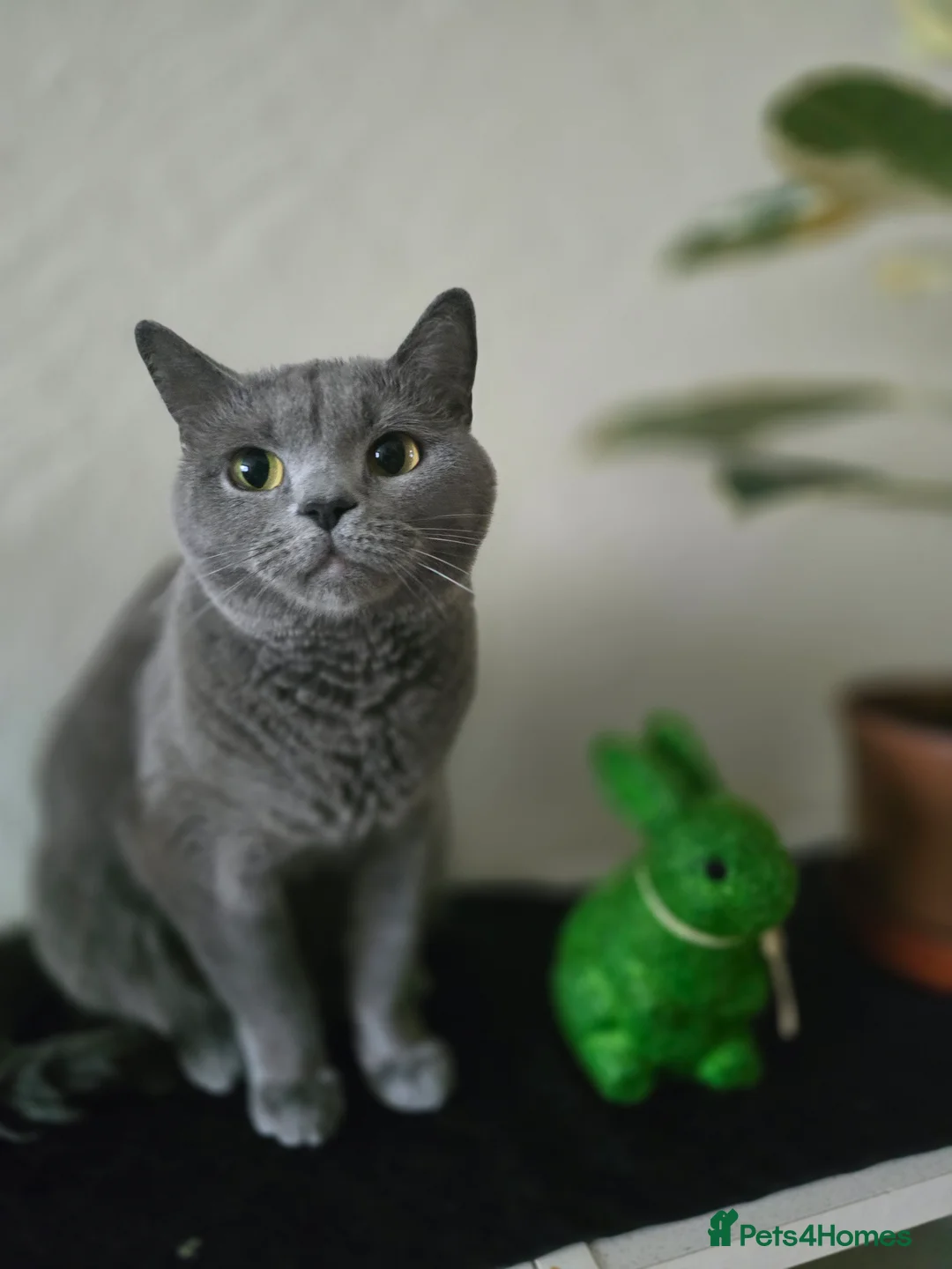 British Shorthair cats for sale: British Shorthair Female Kittens Only 2 Left!🩷 in London - Advert 2