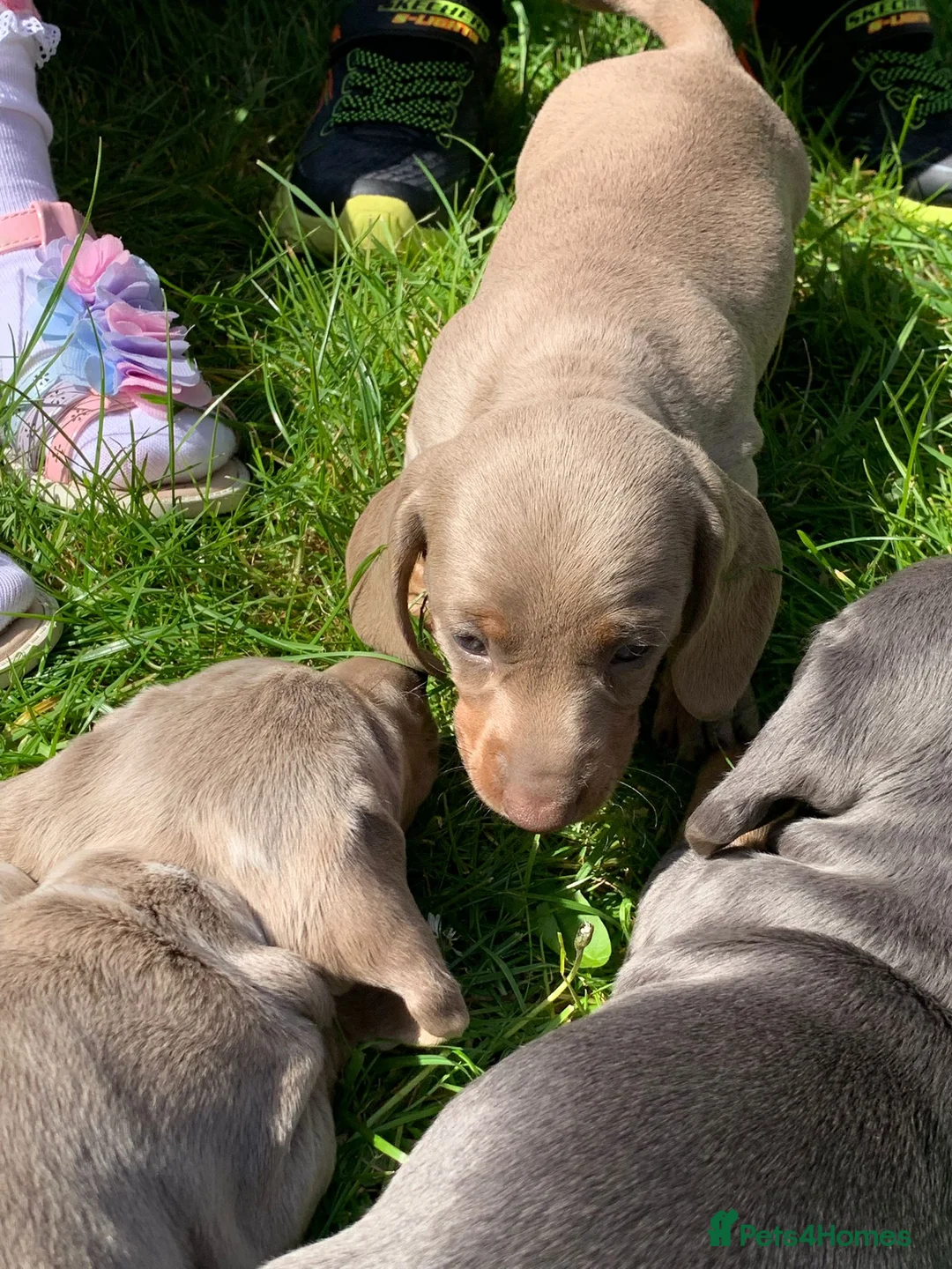 Miniature Dachshund dogs for sale: Magnificent dachshund puppies for sale  - Advert 1